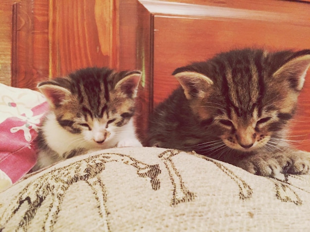 Foto primer plano de los gatitos en la cama