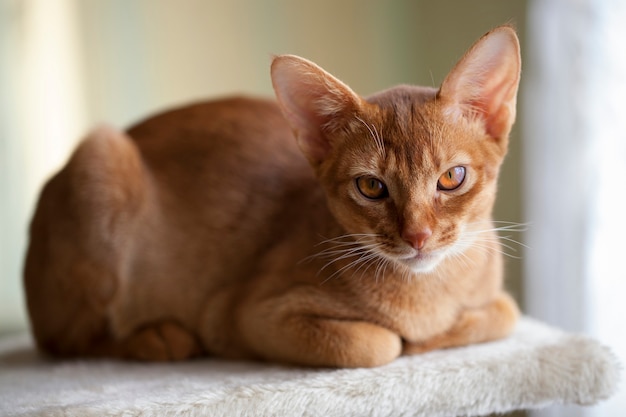 Primer plano de gato abisinio