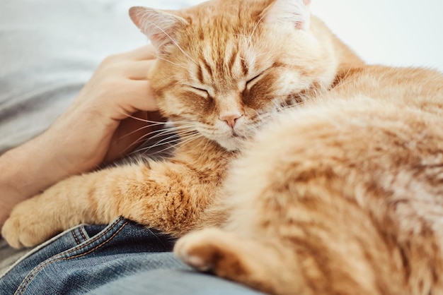 Primer plano del gato acostado en la cama