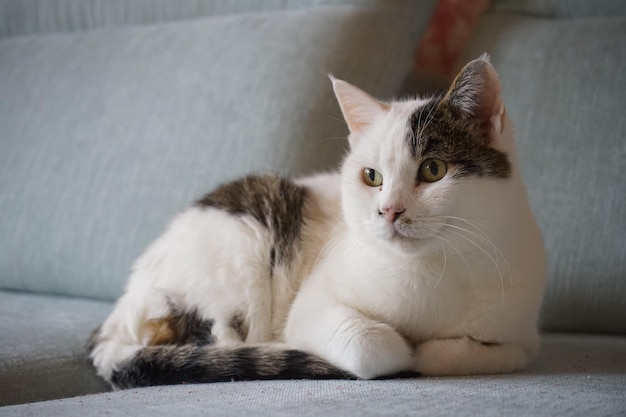 Primer plano de un gato acostado en el sofá en el interior