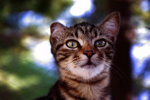 Primer plano de un gato al aire libre