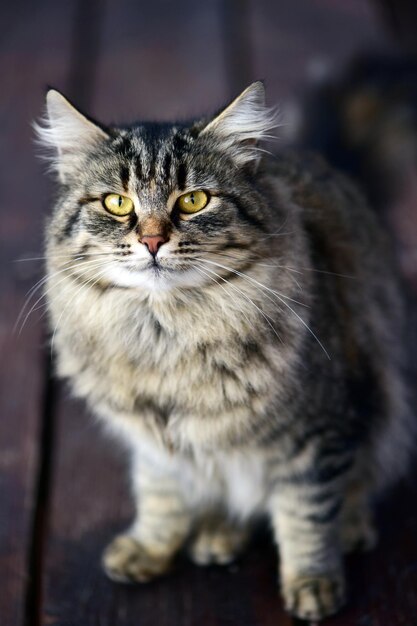 Foto primer plano de un gato al aire libre