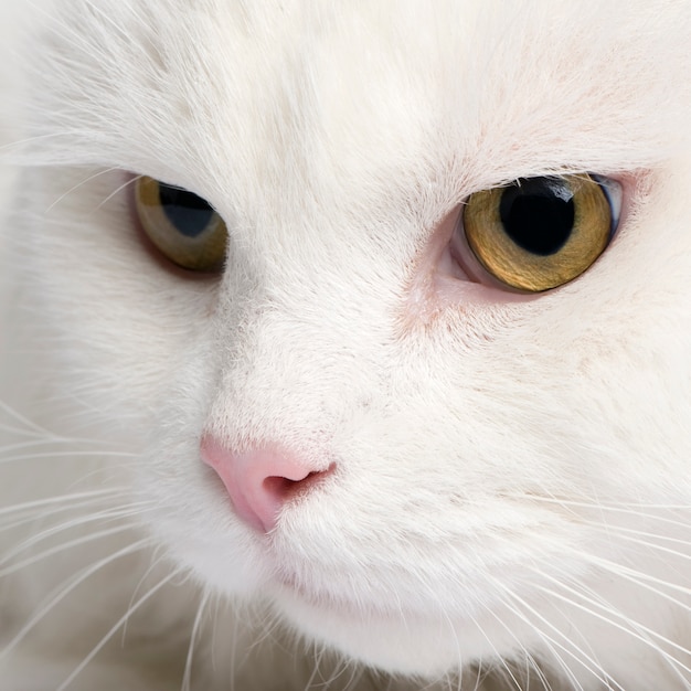 Primer plano de un gato de angora blanco con 5 años.