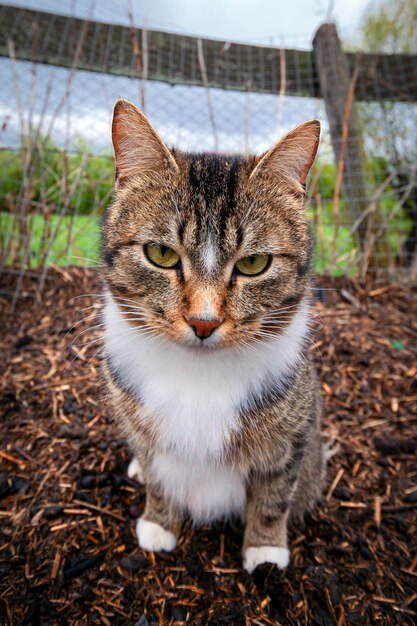 Primer plano de gato atigrado de pueblo sentado en una parcela de jardín...