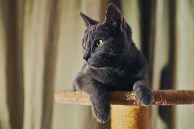 Primer plano de un gato azul ruso de pura raza en casa