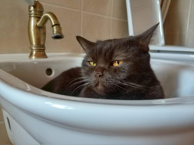 Foto primer plano de un gato en el baño
