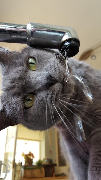 Primer plano de un gato bebiendo agua del grifo en casa