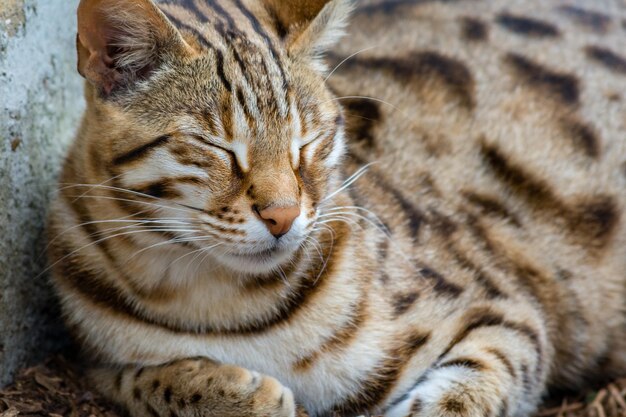 Foto primer plano del gato begal