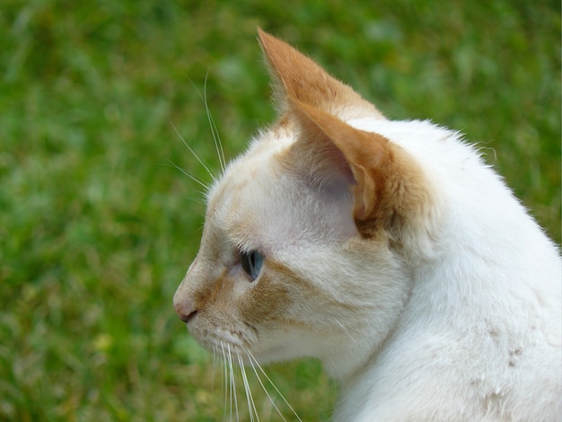 Primer plano de un gato blanco con hermosos ojos azules, al aire libre