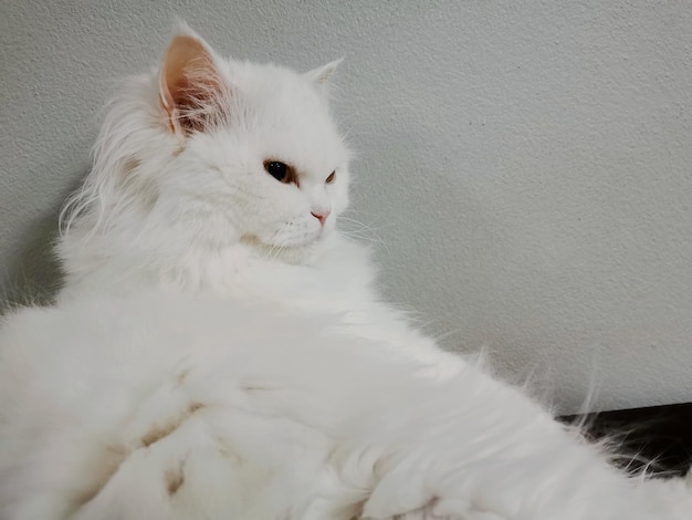 Foto primer plano de un gato blanco que mira hacia otro lado