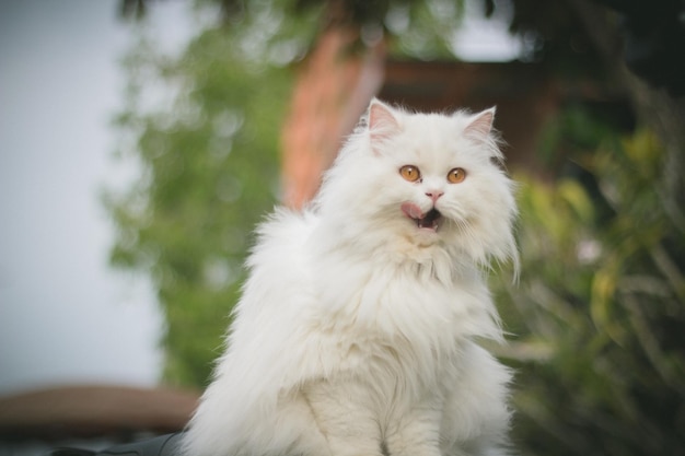 Primer plano de un gato blanco sacando la lengua