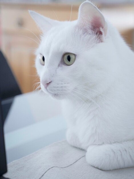 Foto primer plano de un gato blanco