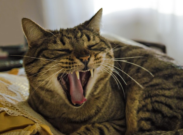 Foto primer plano de un gato bostezando en la cama