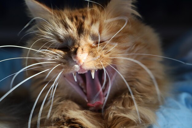 Foto primer plano de un gato bostezando