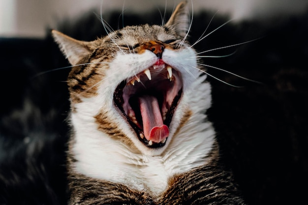 Foto primer plano de un gato bostezando