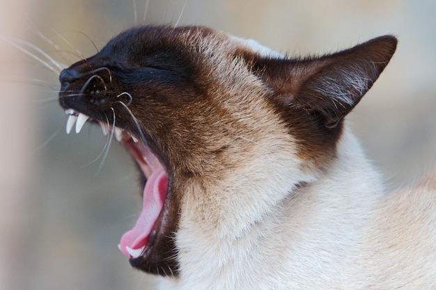 Primer plano de un gato bostezando