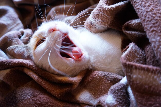 Foto primer plano de un gato bostezando