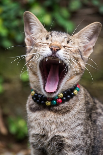 Foto primer plano de un gato bostezando