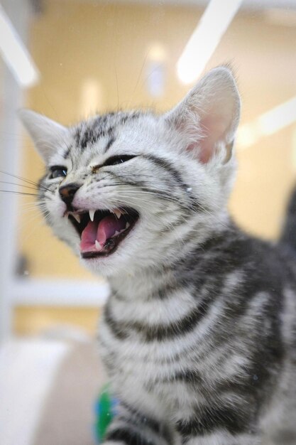 Foto primer plano de un gato bostezando