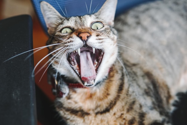 Primer plano de un gato bostezando