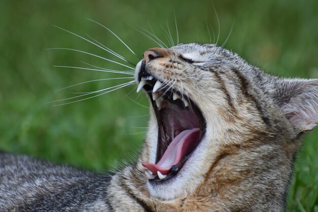 Foto primer plano de un gato bostezando