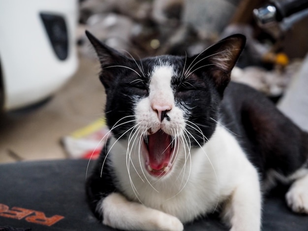 Foto primer plano de un gato bostezando