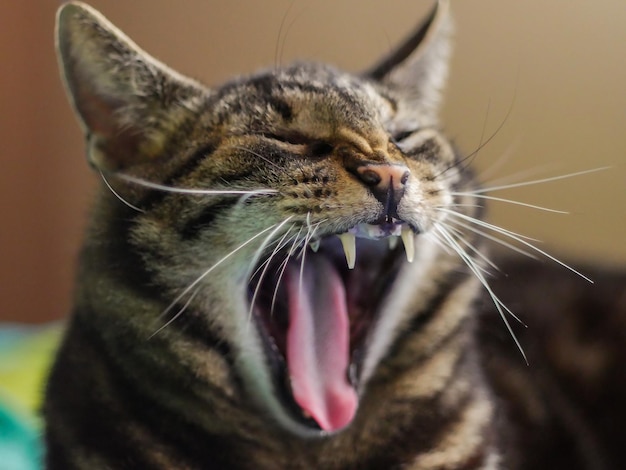 Foto primer plano del gato bostezando