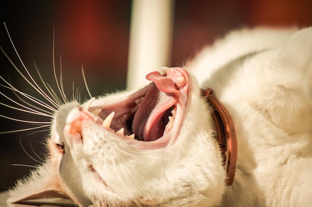 Foto primer plano de un gato bostezando