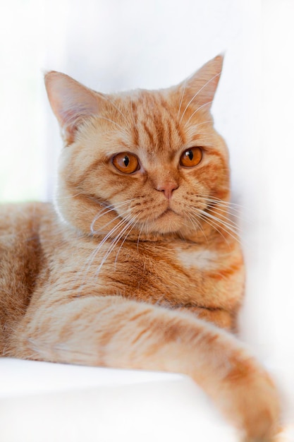 Primer plano de gato británico de jengibre. Descansando en el campo..