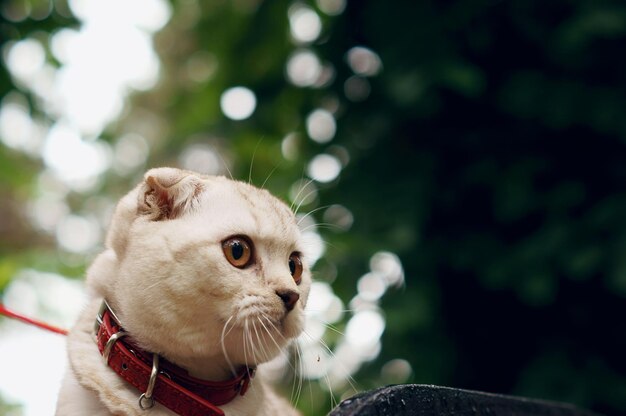 Primer plano de gato británico sobre un fondo borroso