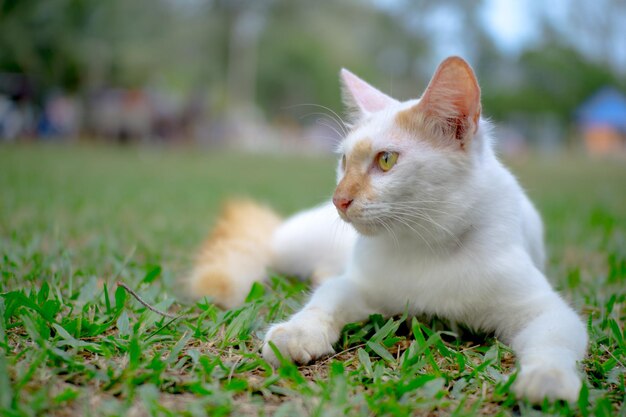 Primer plano de un gato en el campo