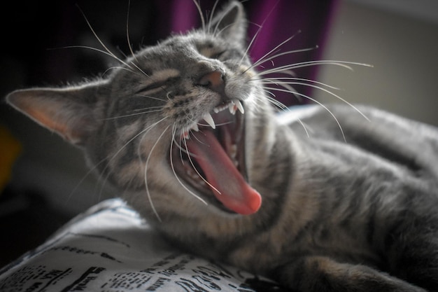 Primer plano del gato en la casa que bostezaba