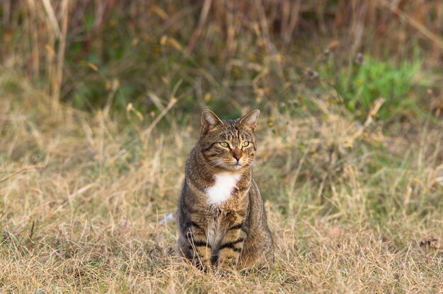 Primer plano de un gato en el césped