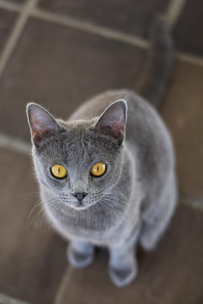 Foto primer plano de un gato chartreux azul gris