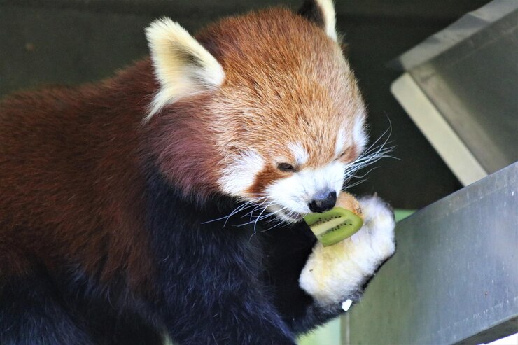 Foto primer plano de un gato comiendo comida