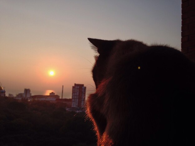 Foto primer plano de un gato contra el cielo durante la puesta de sol