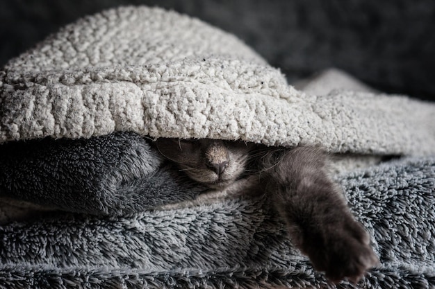 Primer plano de un gato descansando bajo una manta