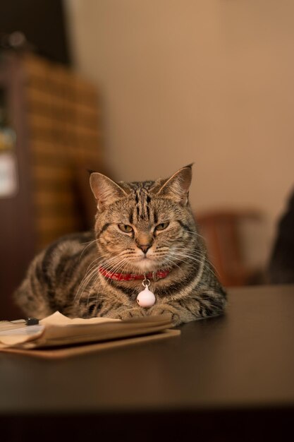 Foto primer plano de un gato descansando en la mesa