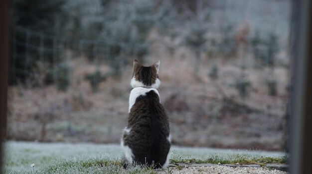 Foto primer plano de un gato en un día de nieve