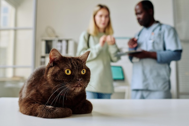 Primer plano de un gato doméstico acostado en la mesa con el veterinario y el propietario hablando entre sí en segundo plano.