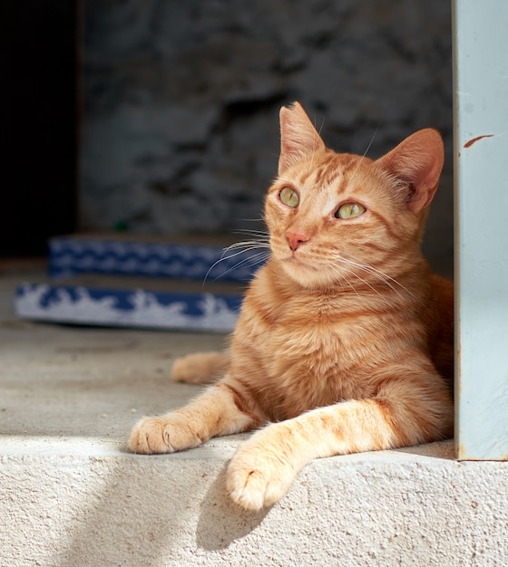 Un primer plano de un gato doméstico naranja que se establecen en el suelo