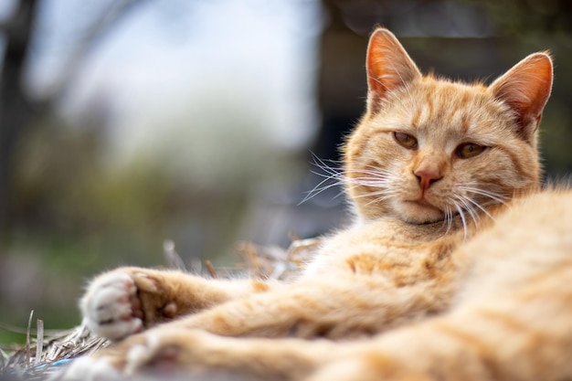 Primer plano de un gato doméstico rojo descansando pacíficamente en el heno en un cálido día de verano Una naranja divertida