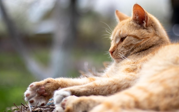 Primer plano de un gato doméstico rojo descansando pacíficamente en el heno en un cálido día de verano