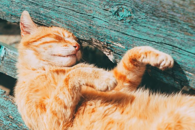 Foto primer plano de un gato durmiendo al aire libre