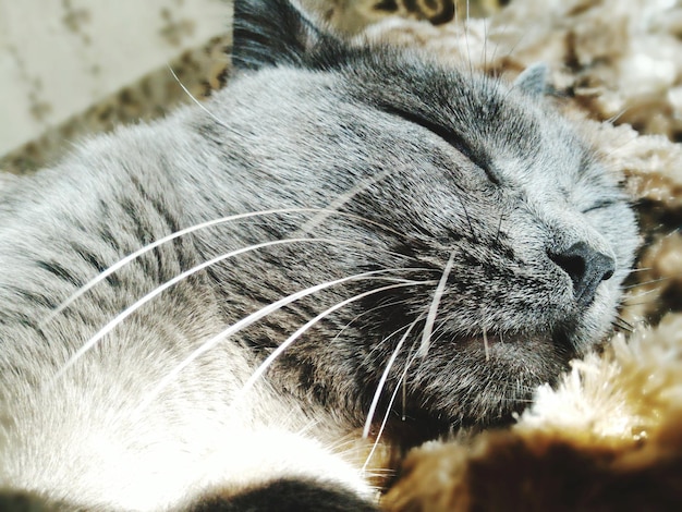 Foto primer plano de un gato durmiendo en la alfombra