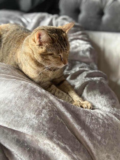 Foto primer plano de un gato durmiendo en la cama