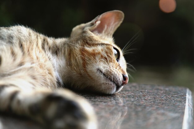 Foto primer plano de un gato durmiendo en el mármol