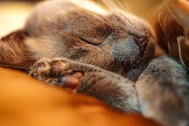 Primer plano de un gato durmiendo
