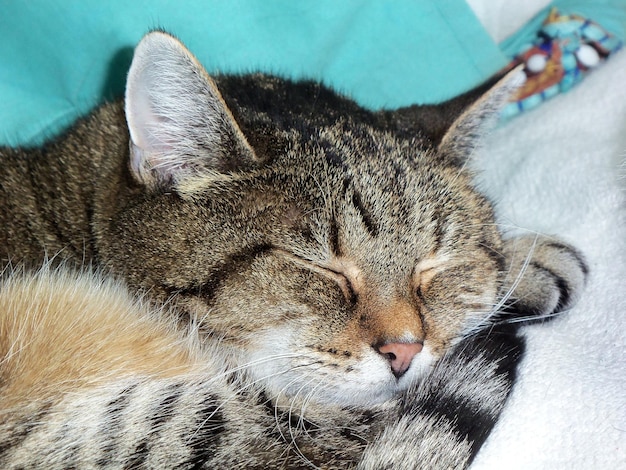 Foto primer plano de un gato durmiendo