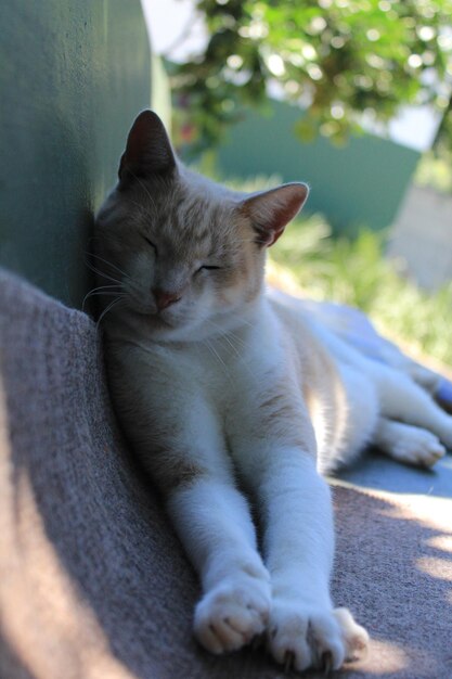 Foto primer plano de un gato durmiendo